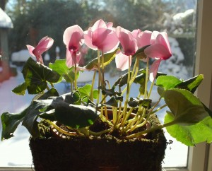 Pink Cyclamen